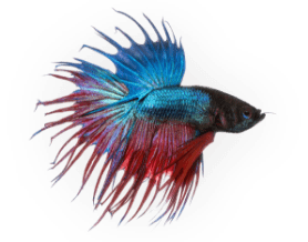 fish.png