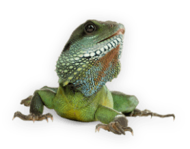 reptile.png