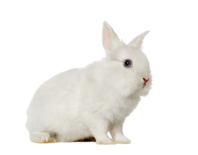 smallpets.png
